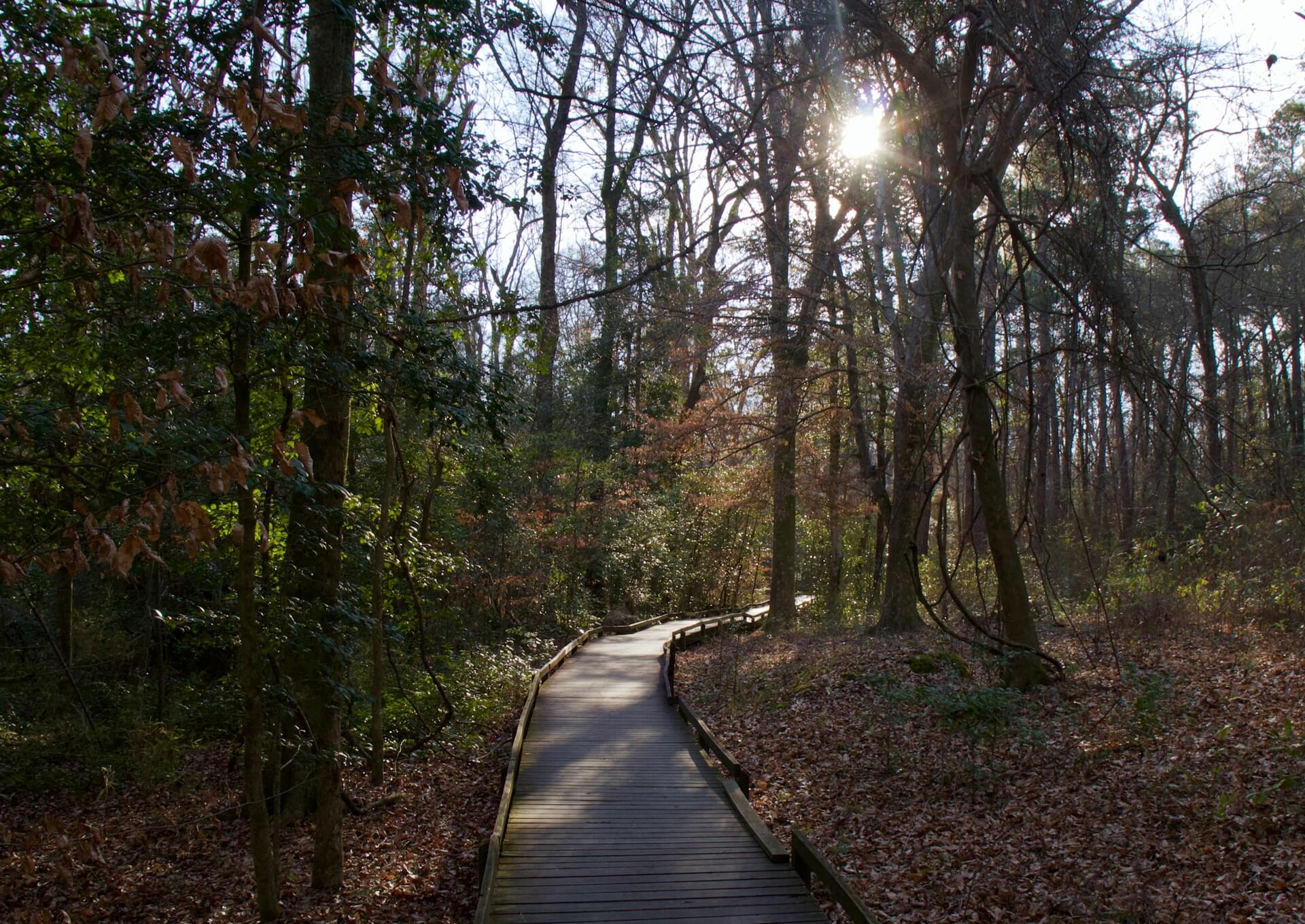 Congaree National Swamp